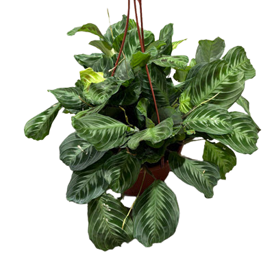 Maranta Cat Moustache